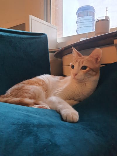 An orange and white cat is resting on a teal armchair in a room. The cat is facing to the right with its head slightly tilted. In the background, a window is visible with a large water jug and a thermos on the sill. The room appears to be indoors and dimly lit. The location is Al Rawdah Al Sharqiyah, United Arab Emirates.