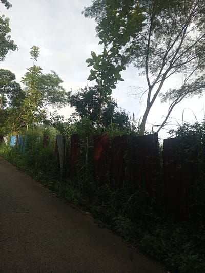 The image depicts a serene outdoor scene in Yusipang, Bhutan, showcasing a paved road alongside a dense line of vegetation and a makeshift fence under an overcast sky.
On the left side, a dark grey asphalt road or path slopes gently uphill from the foreground, extending into the mid-distance. The road appears somewhat worn, with visible cracks. To the right of the road, a barrier or fence is constructed from an assortment of corrugated metal sheets. These sheets vary in appearance, with some exhibiting a rusty, dark brown hue, others appearing silvery-grey, and a few towards the left displaying traces of faded blue paint. This fence is largely overgrown with lush, wild green grass and various plants that climb over and around the metal, creating a dense natural screen.
Beyond the fence and immediate undergrowth, numerous trees rise, forming a natural backdrop. Prominent among them are tall trees with large, green leaves, interspersed with other trees featuring finer branches and lighter foliage, all contributing to a verdant landscape. The upper portion of the image reveals a bright, uniformly light grey or white sky, indicating an overcast or hazy daytime condition, as no direct sunlight is visible.
There are no people or animals in the image, and no specific activity or event is taking place. The scene evokes a quiet, possibly rural or semi-rural setting. No text is visible in the image.