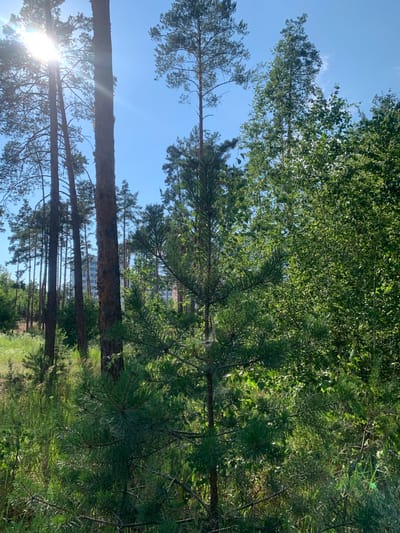 The image depicts a sun-drenched forest scene in Hostomel, Ukraine. The camera is oriented vertically, suggesting it might have been taken by holding a phone sideways. Tall pine trees with their characteristic needle-like foliage dominate the foreground and mid-ground, interspersed with deciduous trees whose leaves form a dense green canopy overhead. The bright sunbeams pierce through the trees, creating lens flares and highlighting the greenery.
In the distance, through a break in the trees, a multi-story apartment building is visible, hinting at the proximity of a residential area to the forest. The sky is a clear, vibrant blue with a few wispy clouds. The overall impression is one of a warm, sunny day in a natural setting bordering urban development. The image captures the textures of tree bark, the fine details of pine needles, and the dappled sunlight filtering through the leaves. No people or specific events are depicted, focusing instead on the serene beauty of the forest on a clear day. The time of day is clearly midday, given the intensity of the sunlight and the absence of long shadows.