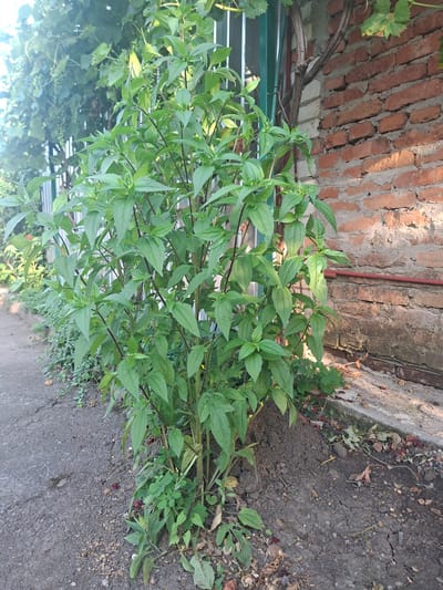 This is an eye-level, outdoor, full shot of a tall, green plant with many leaves growing next to a brick wall. The plant has dark, thin stems and oval-shaped leaves with serrated edges. The brick wall is made of red bricks with gray mortar. A metal fence is visible behind the plant. A pathway, possibly asphalt, is to the left of the plant. The ground around the plant is dirt with some dry leaves and small stones. The scene appears to be in a residential or garden area in Gorkovskiy, Russia.