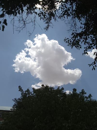 The image shows a sky with a large, fluffy white cloud in the center. The sky is a clear blue. There are dark silhouettes of tree branches and leaves framing the top and bottom of the image. A building with a light-colored roof is partially visible at the bottom left. The scene appears to be outdoors, likely during the daytime. The location is specified as Muborak, Uzbekistan.
