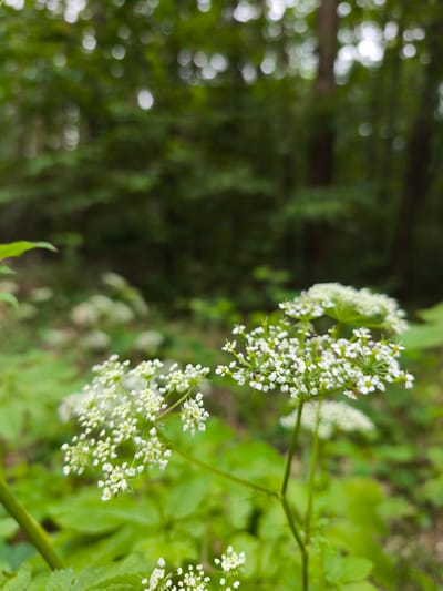 The image depicts a close-up view of white wildflowers with a forest in the background. The flowers are clustered and delicate, with many small white petals. The forest behind them is lush and green, with blurred foliage and trees. The lighting suggests it is daytime, with soft light filtering through the leaves. The location is identified as Choceň, Czechia. There are no people or animals clearly visible, though a few tiny insects are present on the flowers. The overall scene is natural and serene, focusing on the beauty of the wildflowers in their woodland environment.