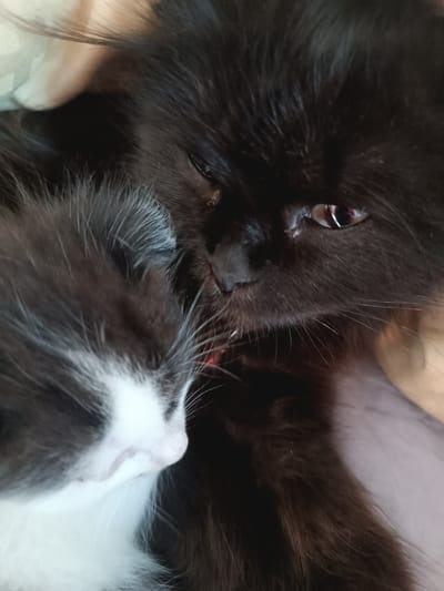 This image is a close-up shot of two cats, likely in a domestic setting. The cat in the foreground on the right is black with long fur and has its eye partially open, reflecting light. Its nose is dark and its whiskers are visible. To the left, a smaller kitten with black and white fur is nestled against the larger cat. The kitten's eyes are closed, and its face is turned away from the camera. The background is softly blurred, suggesting a shallow depth of field, and appears to be made of a textured fabric, possibly a blanket or bedding, in muted tones of beige and grey. There is no identifiable information within the image to indicate its location in Hlobyne, Ukraine.