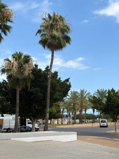 This image captures a street scene in La Vila Joiosa, Spain. The foreground features large palm trees with their fronds blowing in the wind under a bright blue sky with scattered white clouds, suggesting a sunny day. In the background, a white van is seen driving on a paved road that curves to the right. Adjacent to the road is a sandy-colored sidewalk with a white border. Further back, more palm trees line the street, and there are glimpses of buildings and possibly the beach or coastline in the distance, indicated by a red circular sign with a white horizontal bar, commonly used to denote a prohibition, and what appears to be beach umbrellas. The overall atmosphere is relaxed and summery, typical of a Mediterranean coastal town.