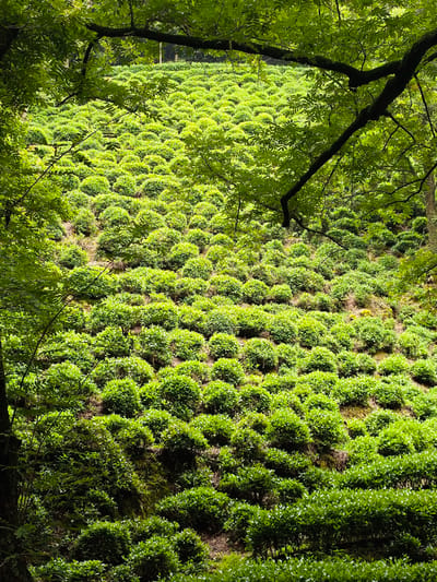 A drone's-eye view captures a lush, verdant hillside in Xihu District, China, covered in meticulously manicured tea bushes. The plants, shaped into small, rounded mounds, are arranged in neat rows that follow the contours of the sloping terrain, creating a visually striking pattern of green. Sunlight dapples the landscape, highlighting the vibrant emerald hues of the foliage and casting soft shadows across the rows. The scene is framed by the dark, leafy branches of overhanging trees, suggesting the tea plantation is nestled within a forested area. The environment appears serene and natural, with no visible human presence or activity.