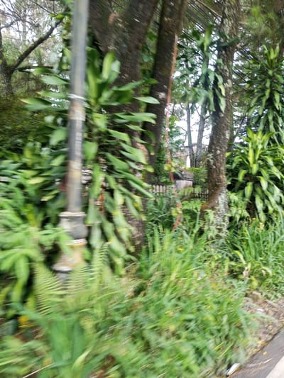 This image depicts a densely vegetated roadside scene in Batulawang, Indonesia, captured with significant motion blur. A dark gray, ornate street lamp pole is partially visible on the far left, extending vertically. Multiple mature trees with dark, rough trunks populate the mid-ground, extensively covered with bright green, broad-leafed epiphytic plants. The ground is densely covered with various green foliage, including ferns and grasses. Behind the immediate vegetation, a light-colored wooden fence is partially visible. Further in the background, a portion of a light-colored building, possibly a house, can be seen through the trees. Overhead, several thin, dark utility lines crisscross against the sky. The lower right portion of the frame shows a narrow strip of dark road surface, bordered by overgrown grass and some scattered light-colored debris. No individuals or animals are present.