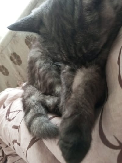 The image shows a close-up of a tabby cat curled up on a patterned fabric. The cat's fur is dark gray with distinct black stripes. Its ears are visible at the top left of the frame, and its paws are resting on the fabric. The fabric has a light brown background with a darker brown abstract floral or swirling pattern. The lighting suggests an indoor environment, possibly a domestic setting. There is no discernible information about the location in the city of Ароматновское сельское поселение, Ukraine.