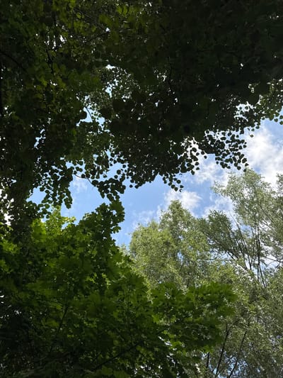 The image shows a view looking upwards through a canopy of green trees. The leaves are lush and varied, with some appearing darker and denser than others. Patches of bright blue sky with scattered white clouds are visible through the gaps in the foliage. The trees appear to be deciduous. The perspective suggests the viewer is standing at the base of these trees, looking directly overhead. The scene is consistent with a park or wooded area within the city of Zelenograd, Russia, given the abundant greenery and clear sky. There are no people or man-made structures visible in the image.