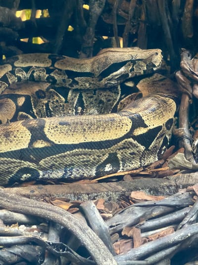 The image shows a close-up, eye-level view of a boa constrictor coiled within a dense, natural environment. The snake's patterned skin, a mix of beige, black, and brown, is clearly visible, showcasing its scales. It is intertwined with dried leaves, bark, and thick, woody branches, which make up its immediate surroundings. The lighting suggests it is daytime, possibly with dappled sunlight filtering through the foliage, creating highlights and shadows on the snake and its environment. The overall impression is one of camouflage, with the snake blending seamlessly into the textured, organic material. The scene appears to be outdoors, in a natural habitat. There is no visible text, people, or ongoing activity other than the snake being at rest. The location context of Foz do Iguaçu, Brazil, suggests a tropical or subtropical environment, which is consistent with the presence of a boa constrictor and the lush, woody vegetation.