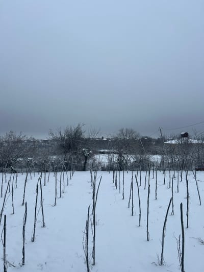 A winter landscape under a gray sky showcases snow-covered ground dotted with rows of bare, slender wooden posts. Sparse trees and bushes, also dusted with snow, stand between the rows. The scene has a minimalist feel, with the monochrome palette emphasizing the starkness of the season. The horizon is barely visible, obscured by the overcast conditions.