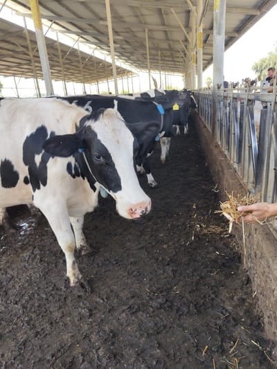 The image depicts a barn or stable housing Holstein cows, likely on a farm within the Yoav Regional Council, Israel. The floor is covered in thick mud, indicating a wet environment. Several cows, primarily black and white, are visible, with one in the foreground facing the camera. They are standing in a row under a covered structure supported by metal pillars. Some cows wear blue or yellow tags. On the right side of the frame, a person's hand is offering a small bundle of hay to one of the cows. In the background, beyond the enclosure, a man with dark hair wearing a dark shirt is standing, observing the scene. The overall environment suggests a working agricultural facility.