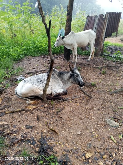 This image, captured on 2025/10/12 at 06:41 in Kamantan, Nigeria, depicts an outdoor rural or semi-rural scene featuring two zebu-type cows within a natural environment. In the foreground, a white cow with extensive black speckling and dark, short horns lies resting on reddish-brown, damp earth. A thin dark string is secured around its muzzle. Directly behind and slightly to the right of the resting animal, a lean, predominantly white cow with a small black patch on its left ear and short, dark horns stands, facing left with its head slightly lowered.
The ground is characterized by damp, reddish-brown dirt with scattered dry leaves, twigs, and dark organic debris. A slender, bare tree branch or trunk stands vertically in the center, between the two animals. Behind the standing cow, a thicker tree trunk is visible. The background features lush, dense green vegetation, including tall plants and bushes, with a hazy or misty appearance further in the distance. To the far right, two pieces of rusted, corrugated metal are leaning against an unseen structure or support. A small, light-colored object, possibly a discarded plastic container, is visible on the ground near the head of the resting cow. No human figures are present.