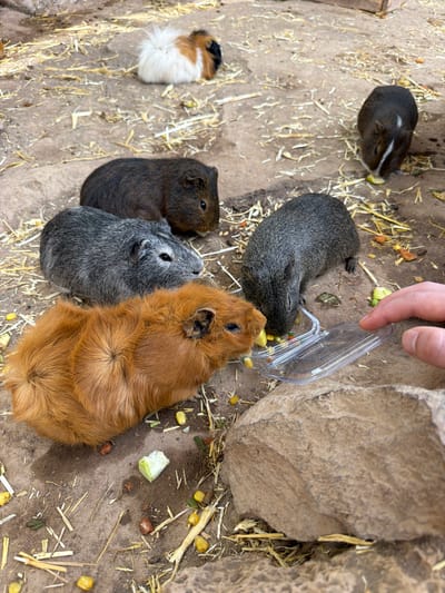 The image depicts a group of guinea pigs in an outdoor setting, likely a habitat or enclosure. The ground is covered with dirt, straw, and scattered pieces of food, suggesting it is feeding time. Several guinea pigs are visible: one dark brown and white guinea pig is near the top left, appearing to be eating. Another dark grey guinea pig is curled up to the right of it. In the foreground, a dark brown guinea pig is on the left, next to a grey guinea pig, and a larger, reddish-brown guinea pig is on the right, looking towards the viewer. A third guinea pig, with patches of white, brown, and black, is lying down on the far left of the image, with its hindquarters and fluffy white tail prominent.
A human hand is visible in the top right corner, holding a clear plastic food dispenser, from which food appears to have fallen onto the ground. The food consists of small, colorful pieces, including what looks like corn kernels and chopped vegetables. The overall lighting suggests it is daytime, with natural light illuminating the scene. The presence of straw and dirt indicates a natural or semi-natural environment. No visible text is present in the image. The scene conveys a sense of a feeding activity, with the guinea pigs actively engaged with the food provided.