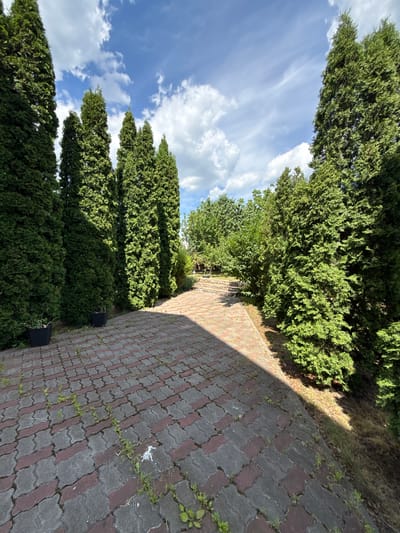 The image depicts a pathway made of interlocking pavers, with a line of tall, dense green trees on the left. The trees are evenly spaced and appear to be a type of cypress or cedar, forming a natural hedge. The pathway is paved with gray and reddish-brown interlocking blocks. The scene is bathed in sunlight, casting shadows from the trees onto the pathway and the surrounding grassy area.

In the background, more trees and foliage are visible, suggesting a garden or park setting. The sky above is a vibrant blue, with scattered white clouds. Two dark, rectangular planters are placed alongside the pathway near the trees.

The image is oriented sideways, with the sky and trees on the left and the pathway on the right, leading into the distance. The lighting suggests it is daytime, likely late morning or afternoon, with the sun positioned to create distinct shadows. The presence of greenery and the clear sky indicate pleasant weather conditions. There are no people visible in the image, and no text is present. The overall impression is a tranquil, well-maintained outdoor space.
