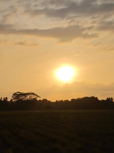 A wide-angle, vertical photograph depicts a sunset over a rural landscape in Dayahmeunara, Indonesia. The sun, a bright, blown-out orb, is positioned slightly left of center in the upper half of the frame, partially obscured by soft, hazy clouds. The sky is a gradient of warm oranges and yellows, with darker, wispy clouds scattered across it. Silhouetted against the vibrant sky is a dense line of trees forming a dark horizon. Among these are several distinct, large trees with a characteristic flat-topped canopy, possibly Albizia saman, alongside palm trees. Below the tree line, a field of crops is visible, rendered in dark, muted tones due to the low light. The field appears to be cultivated with rows, suggesting agricultural activity. The overall impression is one of serene natural beauty at dusk.