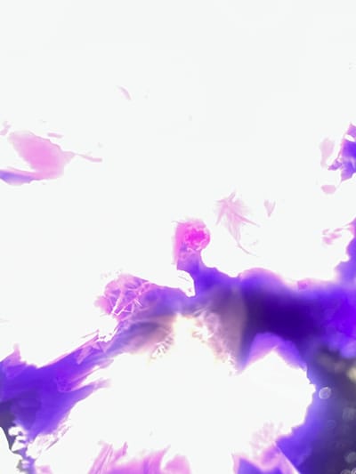 This media file is an abstract close-up of what appears to be a flower or floral arrangement, heavily backlit and out of focus. The dominant colors are bright white and vibrant purple, with some pinkish hues. The extreme overexposure and blur obscure any specific details about the type of flower, its texture, or how it is arranged. There are some circular, bokeh-like light effects visible in the upper right portion of the image, suggesting a light source behind the subject or a shallow depth of field. The overall impression is one of ethereal light and color rather than a clear depiction of a physical object. No people, specific objects, or discernible setting are present. The context of Letterkenny, Ireland, provides no additional clues within the visual information provided.
