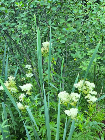 The image depicts a dense green foliage environment, likely a natural setting within or near the city of Гудок Снт, Russia. In the foreground, tall, slender, green leaves, possibly from cattails or similar wetland plants, dominate the lower portion of the frame. Interspersed among these are clusters of small, fluffy white flowers, suggesting a blooming season. The background is filled with a thick canopy of green leaves and branches from what appears to be a deciduous shrub or tree. Small, dark red berries are visible on some of the branches in the background. The overall impression is one of lush, untamed vegetation, possibly near a body of water given the presence of what appears to be reeds. No people or animals are clearly visible in the image.