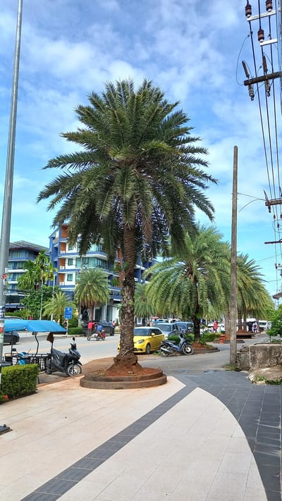 The image depicts a street scene in Ban Ao Nang, Thailand. Several palm trees line the street, with a blue and white multi-story building visible in the background. Overhead power lines are also present. A variety of parked vehicles, including cars and motorcycles, are visible along the street. The sidewalk is paved with light-colored tiles with a gray stripe pattern. No people are visible in the image.