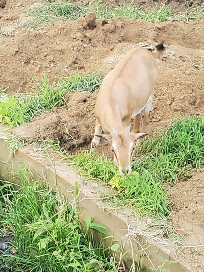 The image shows a young antelope lying on the ground, surrounded by dry dirt and green grass. The antelope is light brown with dark markings on its ears and face. It appears to be resting or possibly injured, as it is lying on its side with its legs tucked underneath it. The ground is uneven, with patches of bare earth and clumps of grass. There is a small stream or ditch running through the scene, with water visible in some areas. The lighting suggests it is daytime, and the vegetation indicates a natural outdoor environment. The scene is likely in Ampan, Nigeria, given the location context. No text is visible in the image.