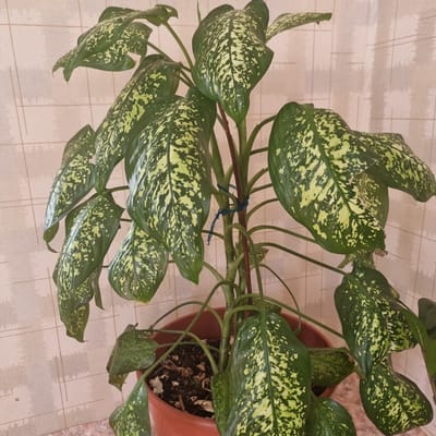 A Dieffenbachia plant is shown in a brown plastic pot against a cream-colored tiled wall. The plant has large, dark green leaves with irregular splotches of light green or yellow. The leaves are varied in size and shape, with some drooping. The stems are green, with one thicker, reddish-brown stem in the center that is tied with a thin blue string. The pot sits on a tiled surface, possibly a windowsill or table, with a floral pattern. The background wall has a grid pattern of tiles that appear to be textured. The lighting suggests an indoor environment, possibly a home. There is no indication of a specific location within the city of Ақкемер, Kazakhstan.