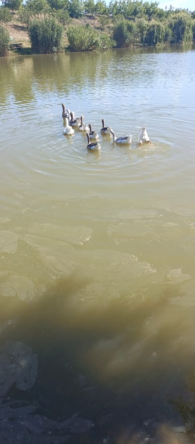 A flock of nine geese is swimming in a body of water. One goose is partially submerged with its rear end in the air, as if diving. The water is murky and has some floating debris. The background shows a tree-lined shore. The location is specified as Vylynske rural hromada, Ukraine.