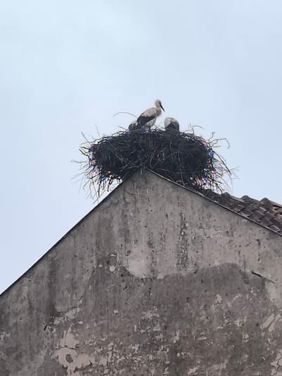 This is a low-angle, medium shot of a stork's nest situated on top of a weathered, grey building. The nest is a large, intricate structure made of dark twigs and branches, with several pieces of colorful, reflective material woven into it, catching the light. Three storks are visible within the nest. One adult stork, predominantly white with black wing feathers and a long, thin beak, stands upright on the left side of the nest, facing left. Another adult stork is positioned on the right side, facing right, with its head lowered into the nest. A third, younger stork is visible between the two adults, with its head also down. The building appears to be a residential structure with a sloped, tiled roof. The sky in the background is overcast and pale blue. The image was taken in Kuldīga, Latvia.