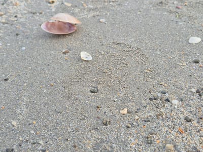 The image shows a close-up view of damp sand on a beach, likely in Clonakilty, Ireland. Several small shells and pebbles are scattered across the surface of the sand. In the upper left quadrant of the image, a larger, light-pink bivalve shell is open, revealing its interior. Another smaller, white shell fragment is located closer to the center of the image. The sand appears to be a mixture of fine grains and larger particles, with various shades of gray, brown, and white. The lighting suggests it is daytime, possibly overcast, as there are no harsh shadows. The overall scene is natural and undisturbed, typical of a beach environment. There are no people or animals visible in the image.