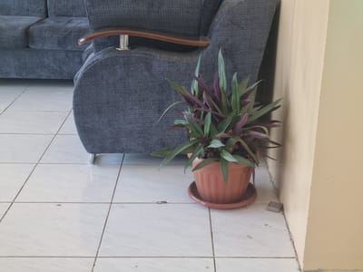 A potted plant with green and purple leaves sits on a tiled floor next to a gray sofa. The plant is in a terracotta-colored pot with a matching saucer. The sofa has wooden armrests and metal legs. To the right of the plant, a small gray object, possibly a piece of debris, rests against a light yellow wall. The floor tiles are white with gray grout lines. The scene appears to be indoors, likely in a residential or public waiting area. No people are visible. The lighting is soft and natural, suggesting it might be daytime. The location is specified as Namangan City, Uzbekistan.