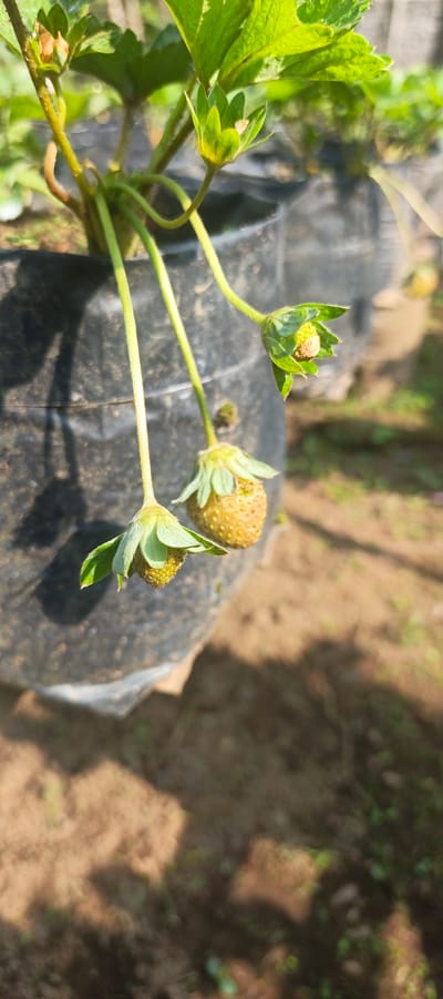 This is a vertical, medium shot photograph of strawberry plants in a grow bag, taken in the city of Gisting Atas, Indonesia. The plants are in a black grow bag, with the leaves and developing fruit visible. In the foreground, two strawberry fruits are visible, one partially developed and greenish, and another more mature, yellowish-orange, with visible seeds. Several green leaves and stems are also present. The background consists of the ground and other grow bags, out of focus. The lighting suggests it is daytime, with shadows cast on the ground.