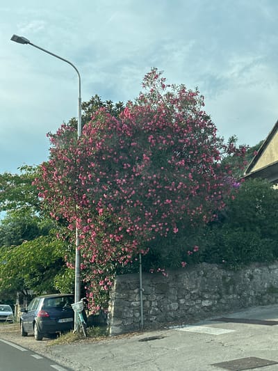 In Donja Lastva, Montenegro, a dark blue sedan is parked on the side of a road. The car is facing left and appears to be a hatchback. Behind the car, a tall street lamp leans to the left. A large, bushy flowering tree with abundant pink blossoms is situated to the right of the street lamp. A stone wall runs behind the tree and continues to the right, where a portion of a building with a light-colored facade and a dark, sloping roof is visible. The sky above is partly cloudy. The road in the foreground is paved and shows some markings. A bicycle with a light-colored basket is leaning against the street lamp. Green foliage and trees are visible to the left of the flowering tree.