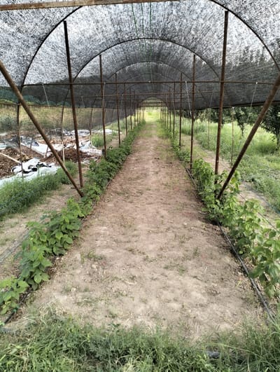 The image depicts a greenhouse tunnel structure in Aktam, Tashminvody, Uzbekistan. The tunnel is elongated, with a mesh covering supported by metal poles. A path runs down the center of the tunnel, flanked by rows of green plants on either side. To the left of the path, there are piles of white and black plastic sheeting and soil, suggesting agricultural activity. The ground within and around the tunnel is a mixture of dirt and grass. The surrounding environment appears to be rural, with trees visible in the background. No people are present in the image.