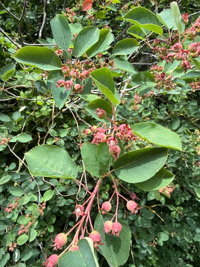 The image is a close-up, eye-level, vertical shot of a saskatoon berry bush with developing fruit, set against a background of dense green foliage. The bush is laden with clusters of small, unripe berries that are a pale green and blush pink color. The berries are round and appear to be in various stages of development, with some still retaining remnants of their flower calyx. They hang in drooping clusters from thin, reddish stems. Large, ovate, serrated green leaves with prominent venation are interspersed throughout the branches, some obscuring parts of the fruit. The lighting suggests an outdoor environment, possibly a park or garden, with diffused sunlight filtering through the leaves, creating subtle shadows and highlights. There are no people or animals visible in the image. The scene depicts a natural, overgrown bush, likely in a rural or semi-rural setting, given the reference to Užliekniai, Lithuania. The overall impression is one of natural growth and the early stages of fruit production.