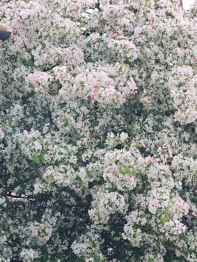 The image presents a dense canopy of flowering trees, likely crabapples, in full bloom. The blossoms are predominantly white, with delicate hints of pink. The leaves are small and green. The overall impression is one of abundance and vibrancy. The location, Holywell, United Kingdom, is inferred. No people or specific objects are visible, apart from the flowers and leaves. The interaction is minimal, depicting a natural scene.