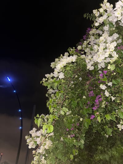 This image captures a bougainvillea plant at night, likely in the city of Berrechid, Morocco. The foreground is dominated by the vibrant green foliage and a profusion of white and purple flowers of the bougainvillea. To the left of the frame, a dark night sky is visible, punctuated by a series of small, bright blue lights emanating from what appears to be a street lamp or decorative lighting. The lights form a vertical line, with the brightest and largest light at the top. The overall scene suggests an outdoor urban environment at night, with the natural beauty of the flowering plant contrasted against the artificial illumination.