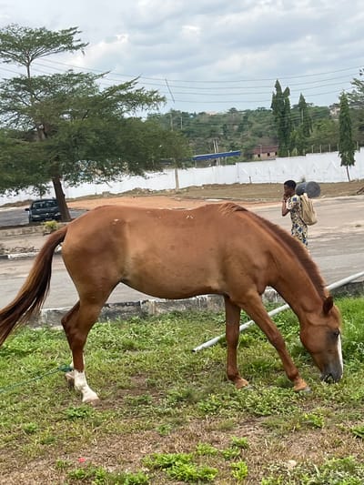 This image depicts an outdoor scene in Osu, Nigeria, under an overcast sky. In the foreground, a brown horse with a white blaze on its face and white markings on its lower left front leg grazes on sparse green grass, its head down. A green rope is visible near its left front hoof. In the middle ground, an individual, possibly a young adult, walks from right to left on an asphalt surface behind the horse. This person wears a patterned garment and carries a rolled, dark cylindrical object on their right shoulder, secured by a light-colored backpack. Their right hand is raised to their ear, possibly holding a mobile phone. In the background, a black car is parked on the left side of the asphalt, near a large leafy tree. A white concrete wall with decorative inverted V-shapes extends across the mid-background. Beyond the wall, a hilly landscape features numerous trees and distant, partially visible structures. Overhead, multiple power lines stretch across the frame.