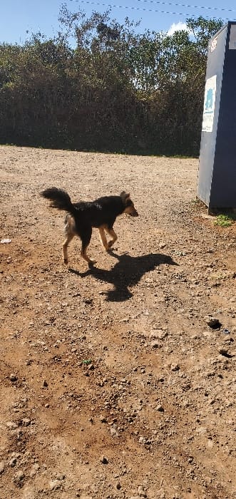 A black and brown dog walks across a reddish-brown dirt ground, moving from left to right in the frame, casting a distinct shadow to its right. The dog has a fluffy, upright tail and tan markings on its legs and muzzle. In the background, a dense line of green and brown bushes or foliage extends horizontally under a bright blue sky with some white clouds. To the far right, a tall, dark blue or black rectangular object stands vertically, featuring a light-colored sticker or sign with a blue animal silhouette and text. Faint horizontal lines are visible against the sky in the upper left. This scene is located in Ewuaso Oonkidong'i ward, Kenya.