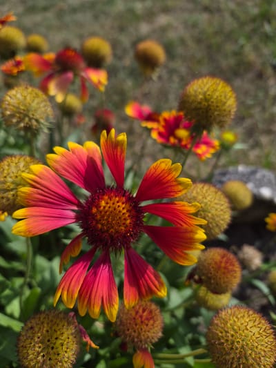 A close-up, slightly low-angle, full-frame photograph captures a cluster of Gaillardia flowers, commonly known as Blanket Flowers, in a garden setting. The main subject, a Gaillardia flower with vibrant red and yellow petals, is centrally located and in sharp focus. The petals exhibit a gradient of color, transitioning from deep red at the center to bright yellow at the tips, with delicate orange and red veins. The center of this flower is a dark reddish-brown, densely packed with tiny florets. Surrounding this prominent flower are several other Gaillardia flowers, some in bloom and others appearing as round, bud-like seed heads, predominantly yellow and brown. The background is softly blurred, revealing hints of green foliage, dry brown soil, and a greyish rock. The lighting suggests a sunny day, casting shadows and highlighting the textures of the flowers and seed heads. The scene is devoid of any human presence or discernible human activity. The specific location of this garden in Łubniany, Poland, cannot be determined from the visual information present in the image.
