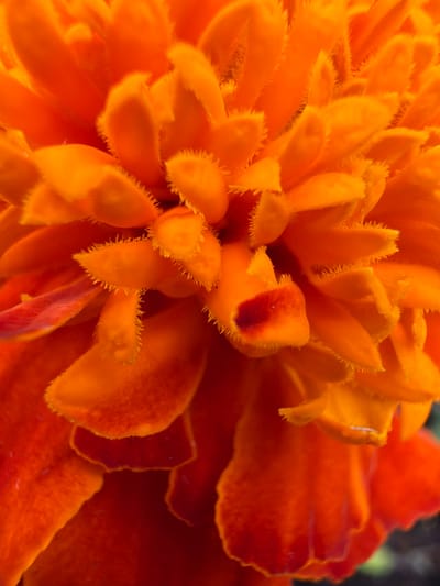 The media file is a close-up, macro photograph of the petals of an orange marigold flower. The image focuses intensely on the texture and vibrant orange hues of the petals, some of which have a reddish-brown tinge. The petals are layered and appear slightly fuzzy along their edges, creating a soft, intricate pattern. The background is blurred, with hints of darker greens and browns, suggesting the flower is outdoors, possibly in a garden. The lighting appears natural, highlighting the velvety texture of the petals. There is no text visible in the image. The scene is static and peaceful, emphasizing the natural beauty of the flower.