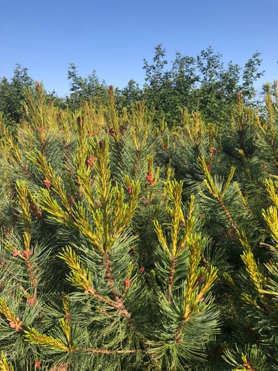 The image depicts a close-up view of pine branches against a clear blue sky. The pine needles are green and yellowish, with some red buds visible on the new growth. In the background, a dense line of green trees forms a backdrop. The lighting suggests it is daytime, likely outdoors in a natural setting. No people or specific man-made structures are visible in the frame. The scene appears to be a section of a forest or a cultivated area with pine trees. There is no identifiable information about a specific location in the city of Yana, Russia.