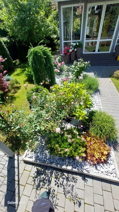 The image depicts a garden scene in front of a modern house with large glass windows. The foreground shows a paved walkway with interlocking gray pavers, where a person's feet are visible wearing dark pants and green shoes. Shadows of tree leaves are cast on the walkway. Adjacent to the walkway is a raised garden bed filled with white decorative gravel. This garden bed features various plants, including rose bushes with pink blooms, a leafy green shrub, and a plant with reddish-yellow foliage. Further back, a weeping conifer tree with delicate, drooping branches is prominently featured. The garden extends to the side of the house, where potted plants with pink and white flowers are placed near the entrance. The house itself has a gray facade and large, multi-pane glass doors and windows that reflect the surrounding greenery. Tall trees and lush vegetation form a dense backdrop to the garden. The scene suggests a well-maintained outdoor space, likely a private residence in Zhavoronki, Russia, given the contextual information.