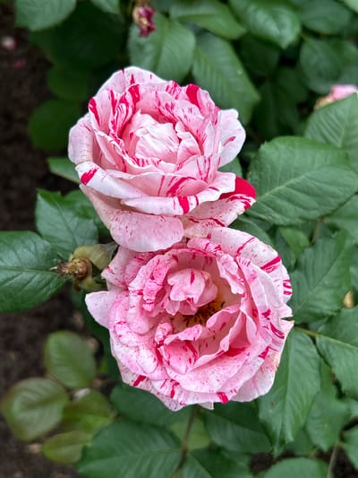 Two variegated pink and red roses are in focus, set against a backdrop of dark green foliage and soil. The roses are closely positioned, with one slightly above and to the left of the other. The petals of both roses exhibit a marbled pattern of pink and white, with striking streaks and speckles of crimson red. The rose in the foreground appears to be fully open, revealing its center, while the rose above it is partially open, showcasing its layered petals. A small, withered bud or calyx is visible on a stem between the two roses, to the left. The leaves are a deep green and appear healthy, some showing subtle veins. The lighting suggests an outdoor environment, possibly a garden or park. The image does not contain any people or discernible structures.
