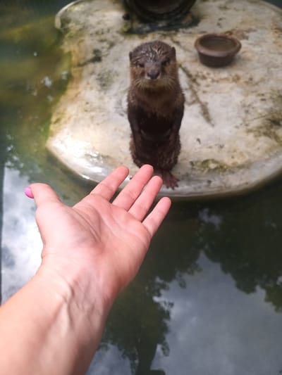A brown otter stands on a weathered concrete platform in a water environment. A person's hand is outstretched towards the otter. A small bowl sits on the platform behind the otter. The water reflects the sky and possibly trees. The otter is looking directly at the camera.