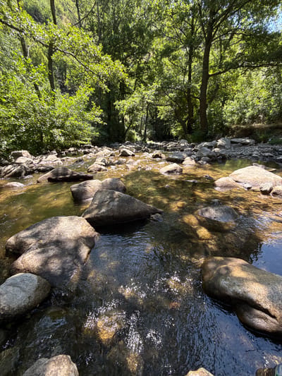 The image depicts a shallow, rocky river flowing through a dense forest. Large, smooth stones are scattered throughout the riverbed and along its banks. Sunlight filters through the thick canopy of green trees, creating dappled patterns on the water's surface and illuminating the scene. The water appears clear, with a muddy bottom visible in some areas. The overall impression is one of a serene, natural environment. This scene is located in the region of Tvarditsa, Bulgaria.