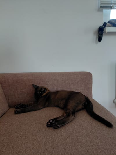 A domestic cat with dark brown fur and darker paws is lying stretched out on a brown fabric sofa, resting its head on its paws and facing left. The cat's tail extends to the right, trailing along the sofa. In the background, a second cat, with black and white fur and a bushy tail, is perched on a windowsill near white blinds. The wall behind the sofa is painted white. There is no indication of Novo-Biyskoye, Russia, or any specific urban environment.