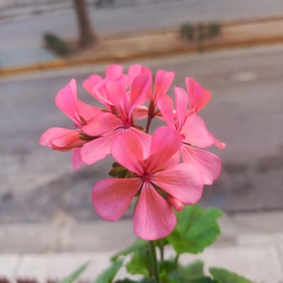 A close-up, shallow depth of field photograph captures a cluster of bright pink geranium flowers. The petals are delicate and slightly translucent, with visible veins. The flowers are the central subject and are in sharp focus, while the background is blurred, showing a muted palette of grays and beiges, suggesting an urban outdoor setting. A hint of green foliage is visible beneath the blossoms. The overall lighting appears soft and natural. The context of Los Teques, Venezuela, is not visually represented in the image itself, but it pertains to the geographical origin or location of this floral subject.