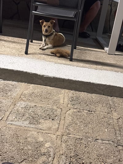 A tan and white dog is lying down on a paved outdoor surface, possibly a patio or courtyard, near a table and chairs. The dog is facing the camera with its ears perked up. A brown, fuzzy toy is next to the dog. The ground is made of concrete pavers and there is a raised concrete border with a white strip on top. In the background, a person's legs are visible under the table, wearing dark shoes. The scene is outdoors, with natural light casting shadows. This image was taken in Novo Zhelezare, Bulgaria.