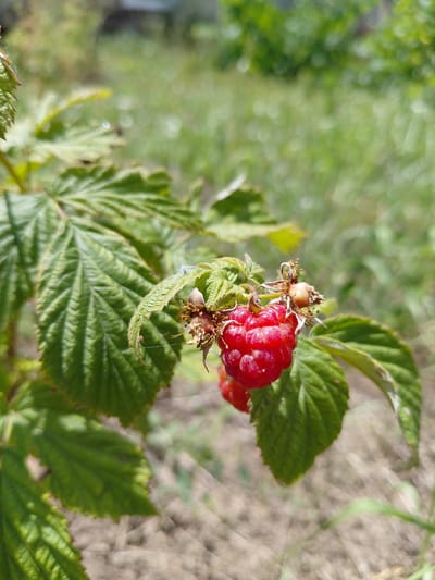 The image is a close-up, high-angle shot of a ripe red raspberry growing on a bush. The raspberry is the main subject, with its textured surface and vibrant color. It's surrounded by green leaves, some of which are serrated. The stem and remnants of a previous bloom are visible on the raspberry, along with a fine strand of spiderweb. In the background, the scene is blurred, showing a mix of green foliage and dry, light-colored ground, suggesting an outdoor, natural setting. The lighting indicates it is daytime, with sunlight illuminating the raspberry and casting subtle shadows. The focus is sharp on the raspberry and its immediate foliage, creating a shallow depth of field that emphasizes the fruit. The context is Vasylivka, Ukraine, implying a rural or garden environment. There is no text visible in the image. The overall mood is serene and natural, highlighting the simple beauty of a ripe berry ready for harvest.