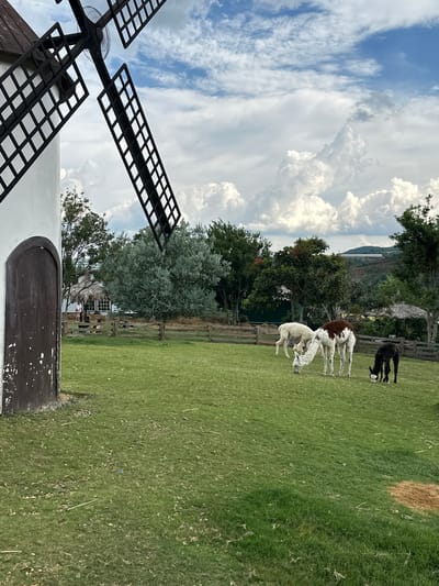 The image depicts a rural scene in Thôn 5, Vietnam, with a prominent windmill on the left. The windmill's white tower has a dark, arched wooden door with peeling paint. Its black, crisscrossed blades extend towards a sky filled with dramatic white cumulus clouds against a blue backdrop. In the grassy field in front of the windmill, three alpacas are grazing: one solid white, one white with brown patches, and one black. A wooden fence runs horizontally across the middle ground, separating the grazing area from a background featuring trees, a small building with a thatched roof, and a distant hillside. The overall environment suggests a farm or an animal sanctuary.