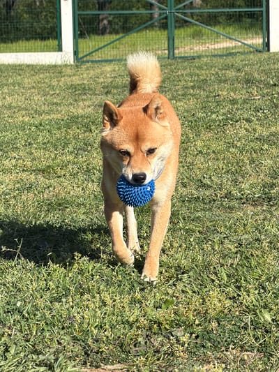 An outdoor, eye-level shot features a light brown Shiba Inu dog lying on a sun-drenched grassy area. The dog is positioned towards the center-right of the frame, facing slightly left, with its head turned towards the camera. It holds a vibrant blue, spiky ball toy in its mouth, suggesting playfulness or contentment. Its fluffy tail is curled over its back, a distinctive characteristic of the breed.

The setting appears to be a well-maintained grassy expanse, possibly a park or an enclosed dog run, given the presence of a tall, green metal fence in the background on the left side of the image. Behind the fence, a dense green hedge or bush provides a natural backdrop. The bright sunlight casts distinct shadows, indicating a clear, sunny day, likely mid-day or afternoon. The overall atmosphere is peaceful and leisurely. No text is visible in the image.
