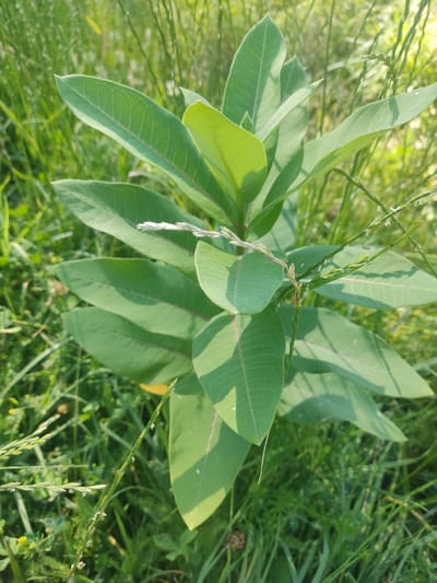 This media file is a close-up, top-down shot of green plant leaves and surrounding vegetation. The primary subject is a cluster of broad, ovate leaves with prominent parallel veins and a reddish-purple midrib, emerging from a central stem. The leaves are a vibrant green, with some appearing lighter and almost translucent where sunlight shines through them, indicating a natural, outdoor setting. Interspersed among the larger leaves are thinner, grass-like stalks, some bearing small, delicate white or pale green flower clusters, suggesting a late spring or summer season. The background is a blur of green foliage, indicative of a meadow or a wild garden. There are no people or animals visible, and no text is present. The lighting suggests it is daytime, likely morning or late afternoon due to the angle and softness of the light. The overall impression is one of natural growth and a peaceful, uncultivated environment.
